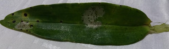 Manchas Escuras nas Folhas de Orquídea – Doença ou Fungo  cor Amarronzado, Como Tratar