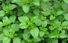 Como Plantar Orégano em Vaso ou Horta – Cuidados com o Cultivo Erva Aromática, Nutrientes e Benefícios
