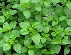 Como Plantar Orégano em Vaso ou Horta – Cuidados com o Cultivo Erva Aromática, Nutrientes e Benefícios