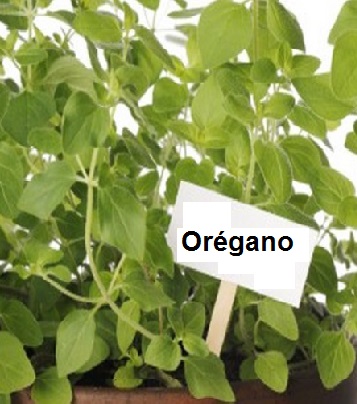 benefícios-do-orégano- tudo-sobre-benefícios-do-orégano-para-saúde