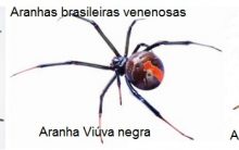 Picada de Aranha Venenosa – Sintomas, Cuidados e Prevenção – Como Tratar e Tipos de Aranha
