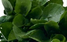 Suco Limpa Veias com Maçã, Agrião e Mel de Abelhas – Suco Verde Contra Colesterol Alto