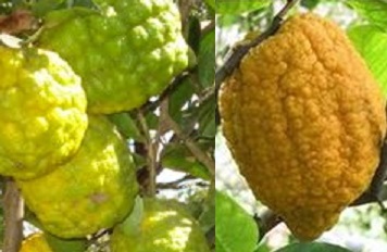 Nutrientes e Benefícios da Cidra Dicas de Remédios Caseiros com Cidra e Receitas