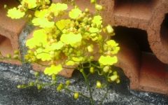 Orquídea Chuva de Ouro Graúda Como Cuidar – Dicas de Cultivo, Rega e Poda