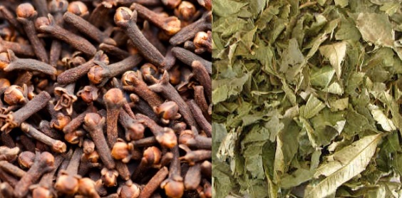 Emagrecer Rápido com Chá Verde e Cravo da Índia – Dica de Dieta para Emagrecer