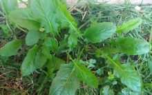 Almeirão do Campo, Radite ou Almeirão do Mato – Fotos, nutrientes e Benefícios para Saúde