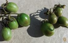 Remédio Caseiro Natural para Doenças no Tomateiro – Como Tratar Fungos do Tomate