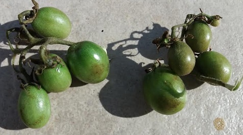 Remédio Caseiro Natural para Doenças no Tomateiro – Como Tratar Fungos do Tomate