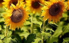 Como Plantar Girassol em Vaso – Cultivo de Flor Comestível e Benefícios para a Saúde