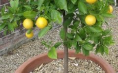Limão no Vaso – Frutas Cítricas Plantadas em Vaso, Como Cuidar, Frutífera Ornamental