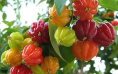 Pitanga no Vaso – Dicas de Cuidados, Como Plantar e Ter Frutos no Vaso