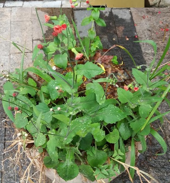 Serralhinha de Flor Vermelha – Emilia Fosbergii, Benefícios da Panc e Nutrientes