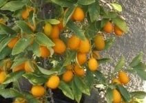 Laranjinha Kinkan no Vaso – Cuidados  e Como Cultivar Laranja Ouro