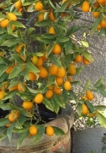 Laranjinha Kinkan no Vaso – Cuidados  e Como Cultivar Laranja Ouro