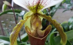 Orquídea Sapatinho de Boneca – Como Plantar e Cuidar – Foto da Flor Aberta