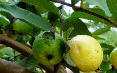 Remédios Caseiros com Folhas e Caule de Goiabeira – Benefícios e Nutrientes da Goiaba