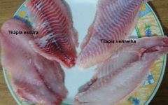 Filé de Tilápia à Escabeth – Receita de Peixe no Molho com Azeite, Tomates e Cebola