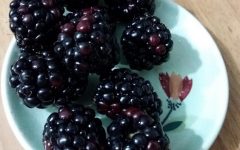 Como Plantar Framboesa – Nutrientes, Dicas de Cultivo e Foto da Fruta Vermelha