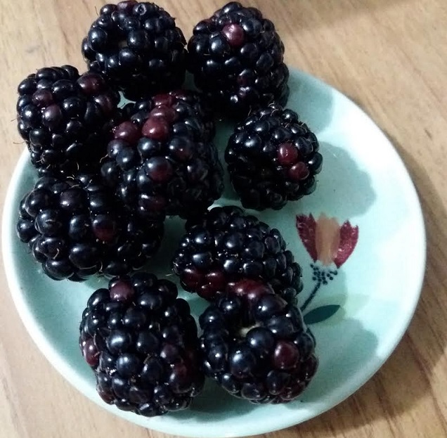Como Plantar Framboesa – Nutrientes, Dicas de Cultivo e Foto da Fruta Vermelha