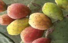 Benefícios do Figo da Índia para a Saúde – Nutrientes e Remédios Caseiros