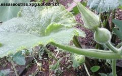 Como Plantar Moranga em Vaso – Dicas de Cultivo de Abóbora para Doce