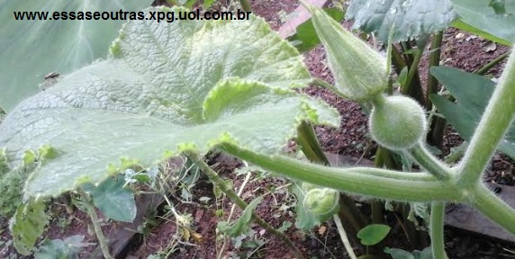 Como Plantar Moranga em Vaso – Dicas de Cultivo de Abóbora para Doce