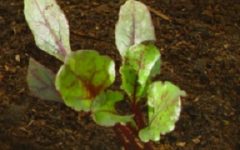 Como Plantar Beterraba no Vaso – Dicas de Cultivo, Quando Colher, Rega, Adubo