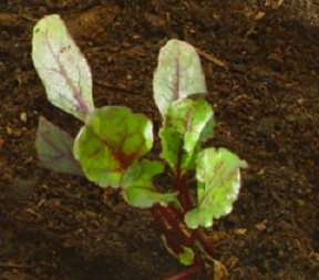 Como Plantar Beterraba no Vaso – Dicas de Cultivo, Quando Colher, Rega, Adubo