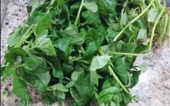 Como Plantar Espinafre com Mudas, Sementes ou Galhos com Raiz- Informações Nutricionais