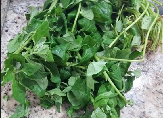 Como Plantar Espinafre com Mudas, Sementes ou Galhos com Raiz- Informações Nutricionais