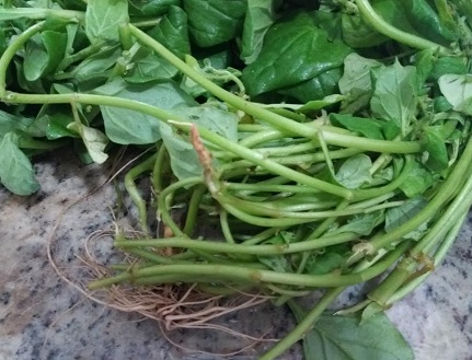 como-plantar-espinafre-por-galho-enraizado-semente-muda- plantar-espinafre-no-vaso-horta