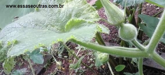 como-plantar-moranga-em-horta-