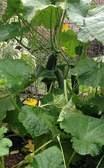 Como Plantar Pepino em Vaso – Dicas para Cuidar, Regar, quando Colher