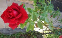 Como Podar um Pé de Rosa – Lua Certa, Melhor Época, Dicas para Fazer Poda de Roseira
