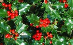 Azevinho ou Mirto Espinhoso Planta Ornamental Rica em Benefícios Planta do Natal com Fotos