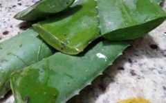 Como Hidratar Cabelos e Pele com Babosa ou Aloe Vera – Dicas de Receitas de hidratantes Caseiros