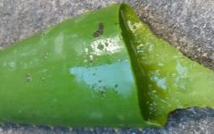 Hidratação Caseira para Cabelos Secos, Normais e Oleosos com Frutas – Receitas PAP