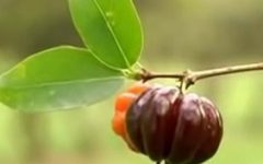 Como Fazer Muda de Pitanga por Semente e Galho – Cuidados com Cultivo e Poda da Pitangueira