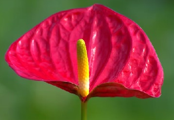 flor-de-antúrio-foto como-plantar-antúrio-com-estaca-ou-muda