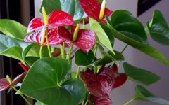 Como Plantar Antúrio com Estaca ou Muda – Dicas de Cultivo de Antúrio