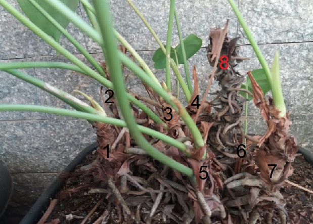 como-plantar-antúrio-por-estaca-ou-muda- como-cuidar-antúrio-dicas-de-cultivo