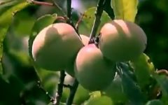 Umeboshi Como Fazer, Fruta Japonesa Rica em Nutrientes – Benefícios da Ameixa Umê