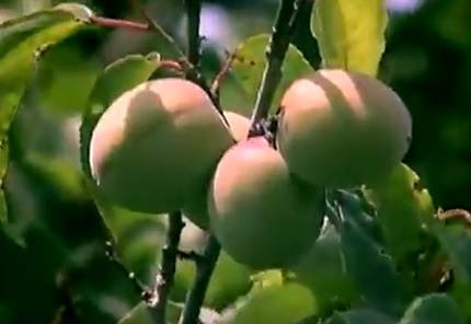 Umeboshi Como Fazer, Fruta Japonesa Rica em Nutrientes – Benefícios da Ameixa Umê