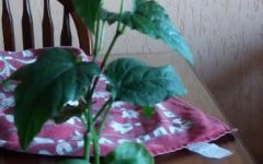Insulina Vegetal – Informações Sobre a Planta, Estudos e Contra indicações