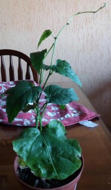 Insulina Vegetal – Informações Sobre a Planta, Estudos e Contra indicações