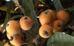 Nêspera – Nutrientes e Benefícios da Ameixa Amarela – Plantar Nespereira