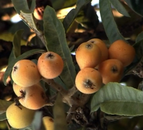 Nêspera – Nutrientes e Benefícios da Ameixa Amarela – Plantar Nespereira