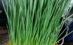 O que é Clorofila do Trigo – Como Fazer,  Benefícios e Nutrientes e Dicas de Sucos Verdes