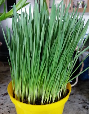 O que é Clorofila do Trigo – Como Fazer,  Benefícios e Nutrientes e Dicas de Sucos Verdes