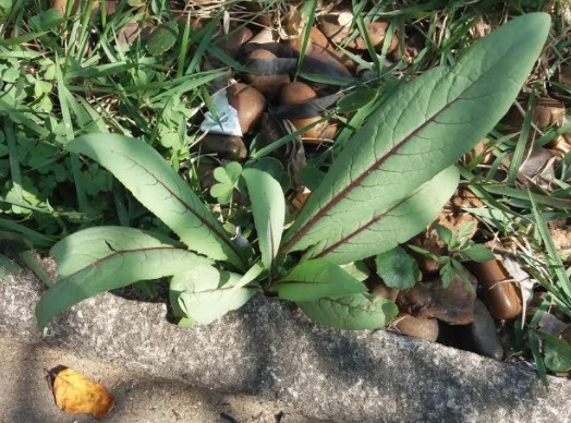 Almeirão Roxo – Nutrientes e Benefícios para Saúde – Como Plantar
